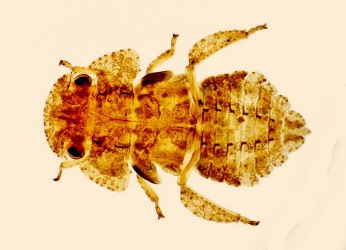 Ledra aurita